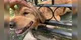 Bomberos rescatan a perrita atorada entre unas rejas y ella les agradece con una sonrisa [FOTOS]