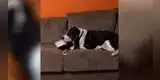 Perrito trae su comida al sillón para ver película junto a su dueña [VIDEO]