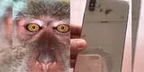 Mono roba el iPhone de un joven y aprovecha para sacarse ‘selfies’ y grabar videos