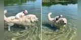 Perrito ayuda a su 'amigo' a vencer el miedo a nadar con curiosa técnica [VIDEO]