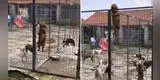Perro enseña a su 'compañeros' a escapar de una jaula con inusual método [VIDEO]