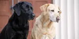 Perros tienen curioso comportamiento en el parque y escena se vuelve viral [VIDEO]