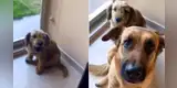 Perrito es regañado por su dueña y su ‘amigo’ sorprende al llegar para defenderlo [VIDEO]
