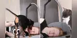 Joven muestra las cómicas reacciones de su perro y gato después de fingir un desmayo [VIDEO]