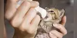 Gatito es encontrado agonizando en la basura, lo curan y ahora luce totalmente recuperado [VIDEO]