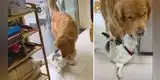 Joven le llama la atención a su perro por morder a su gato, pero resultó ser todo lo contrario [VIDEO]