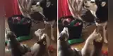 Perro 'enseña' a aullar a sus cachorros por primera vez y escena conmueve las redes [VIDEO]
