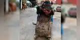 Twitter: botarga de rata gigante en drenaje aterra a cibernautas [VIDEO]