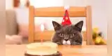 Familia le hace una fiesta a su gato y le cantan ‘Feliz cumpleaños’ de una forma peculiar [VIDEO]