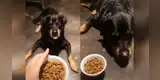 Perro no le gusta la comida que le trajo su dueña y se lo hace saber con singular gesto [VIDEO]