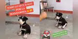 Cachorra realiza singulares trucos para ser premiada por su amo con su fruta favorita [VIDEO]