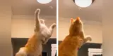 Gato ayuda a su dueña a atrapar un insecto volador y lo caza en segundos [VIDEO]