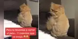 Gato se 'enoja' con su dueña porque le cortó el pelo y su reacción se vuelve viral [VIDEO]