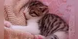 Joven empieza a cantarle a su pequeño gatito y este se queda dormido [VIDEO]
