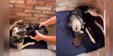 Perrita tiene emotivo reencuentro con sus crías tras recuperarse de una terrible enfermedad [VIDEO]