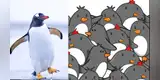 Reto viral: ¿Logras hallar al pingüino sin pico escondido en la imagen? [FOTOS]
