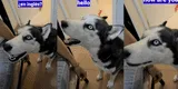 Perro sorprende al ‘imitar’ a su dueña cuando ella habla en inglés [VIDEO]