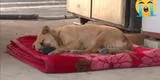 Perrito sufre de pesadillas y no puede dormir tras ser víctima de maltrato animal [VIDEO]