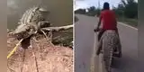 Jóvenes roban un cocodrilo y huyen con el reptil a bordo de una moto [VIDEO]