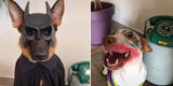 Perros disfrazados de 'Batman' y 'Joker' cautivan a miles en TikTok [VIDEO]