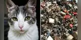 ¿Logras ver al gato escondido en la chatarra? El nuevo reto viral que pocos logran resolver [FOTOS]