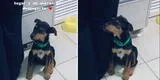 Perrito adoptado teme que su nueva dueña lo deje y decide permanecer a su lado [VIDEO]