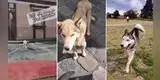 Perrito que buscaba comida en la calle recibe ayuda y ahora luce irreconocible [VIDEO]
