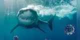 Reino Unido: vacuna COVID-19 podría provocar la muerte de 500 mil tiburones