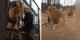 Hombre se reencuentra con los leones que crió de bebés y estos tienen conmovedora reacción [VIDEO]