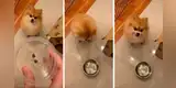 Perrito ve que su dueña le sirve pocas croquetas y le ‘exige’ que le sirva más comida [VIDEO]