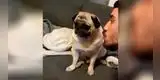La divertida actitud de un perro cuando su dueño le quiere dar unos besos [VIDEO]