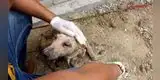 Perrito maltratado recibe caricias por primera vez y conmueve a miles con su reacción [VIDEO]