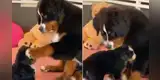 Perro ‘acaricia’ a su cachorro tiernamente y ambos protagonizan emotiva escena [VIDEO]