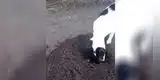 Perrita cava una tumba para sepultar a su cachorro que había nacido muerto [VIDEO]