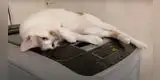 Curioso gatito ama descansar cuando la lavadora está vibrando [VIDEO]