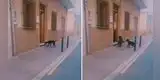 Perrito es grabado pidiendo permiso para que su 'amigo' salga a jugar con él [VIDEO]