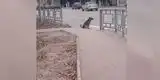 Perrito espera pacientemente que cambie la luz del semáforo para cruzar la pista [VIDEO]