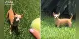 Perrita tiene divertida reacción al descubrir que su dueña la engañó y no lanzó la pelota [VIDEO]