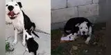 Perrita deprimida por la muerte de sus bebés 'adopta' un cachorro sin hogar [FOTOS]