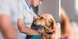 Mascotas: Qué hacer si mi perrita tiene ronchas en sus zonas íntimas