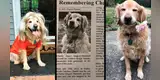 Joven conmueve con emotivo homenaje de despedida a su perro que murió de cáncer [VIDEO]