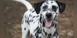 Perro se rehúsa a compartir su cama con el gato y lo bota de peculiar manera [VIDEO]