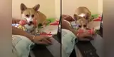 Perro es ignorado por su dueño y  tiene peculiar manera de 'convencerlo' para que juegue con él [VIDEO]