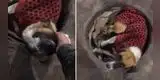 Soldado peruano ayuda a perrito callejero durante sus rondas y pide a ciudadanos no ser indiferentes [VIDEO]