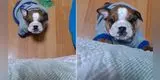 Perrito hace berrinche para conseguir que su dueña lo suba a la cama [VIDEO]
