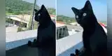 Gato queda pasmado tras escuchar la acalorada pelea entre sus vecinos [VIDEO]