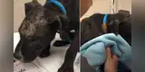 Pitbull abandonado por su dueño en un poste comienza a ‘llorar’ al ser rescatado [VIDEO]