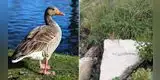 ¿Logras ver al pato escondido en la imagen? El reto viral que pocos superan [FOTOS]