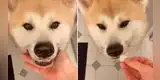 Perro acepta tomar su medicina a cambio de que su dueña le de un 'premio' [VIDEO]