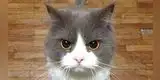 Graban a un gatito enojado esperando a que su dueña venga con la comida [VIDEO]